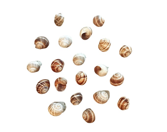 Snail set 20 pieces