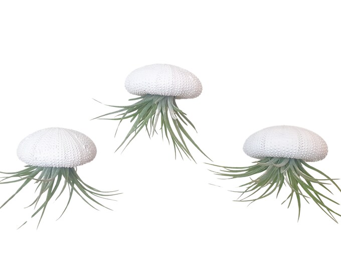 Set of 3 white sea urchin shells with Tillandsia
