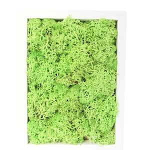 Moss picture with real preserved moss frame white