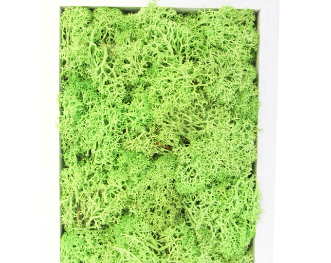 Moss picture with real preserved moss frame white