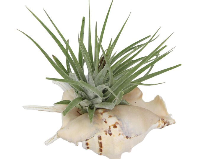 Exotic shell devil's claw with Tillandsia