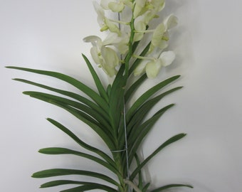 Vanda orchid flowering XXL 55 cm rarity white