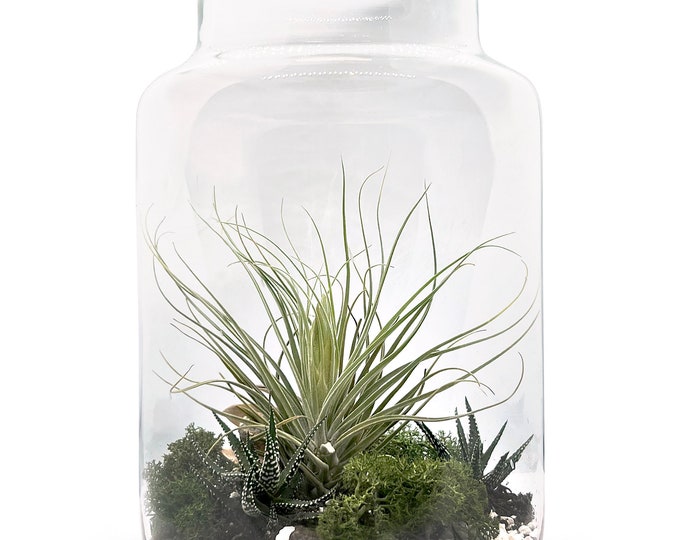 bottle garden 30 cm height
