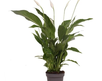 Spathiphyllum Diamond Variegata, Einblatt, Friedenslilie, Zimmerpflanze,  Urban Jungle, Groe Pflanze, Plantjunkie, Panaschiert, Marmoriert - Etsy  Finland