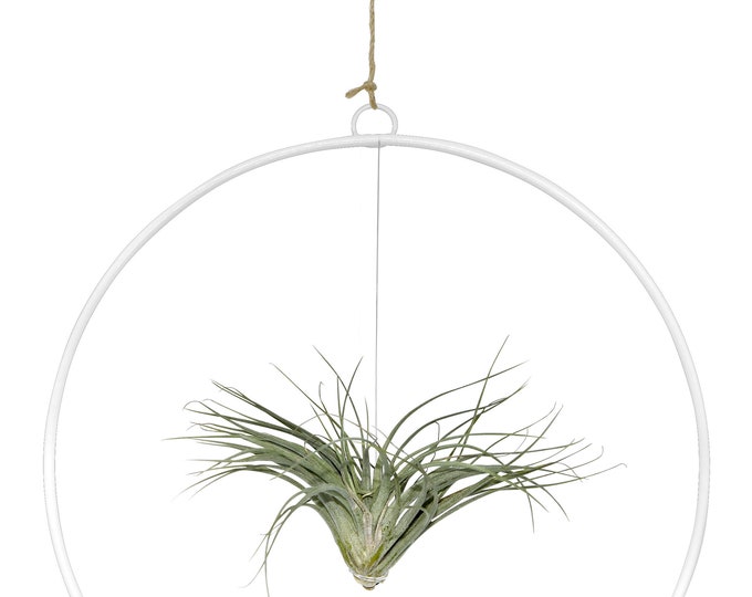 Tillandsia in Tire Loop Exceptional combination of a real living Tillandsia in a loop Summer Maritime Decoration Beach Garden Party
