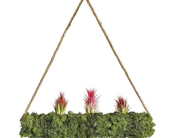 Tillandsia on moss roll XXL 50 cm "Hanging Garden"