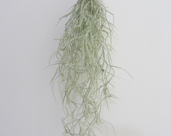 Sea urchin shell green with Tillandsia Spanish Moss set of 1