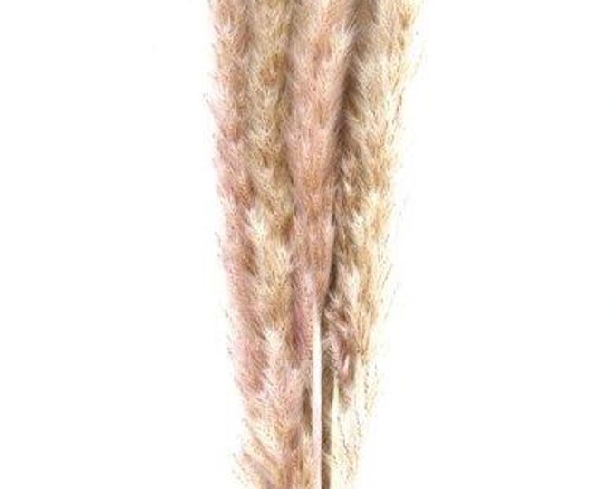 Pampas grass 24 light rose dried flowers