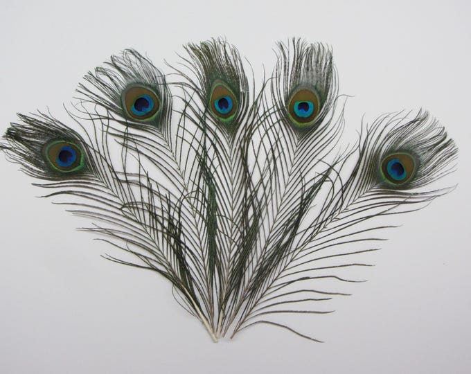 Real peacock feathers set of 5