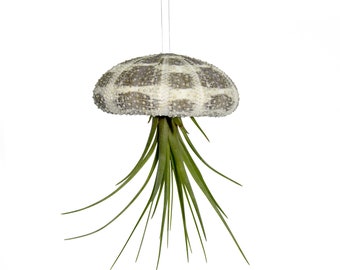 Sea Urchin Case and Tillandsia Exotic Decoration Decoration Maritime Decoration Shell Garden Decoration Sea Beach Tillandsie