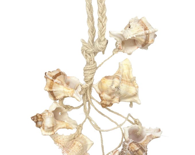 Maritime shell decoration Murex 40 cm