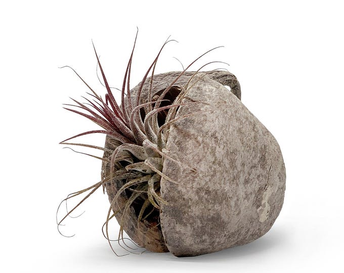 Exotic Pterygota alata bowl white with Tillandsia set of 1 pink
