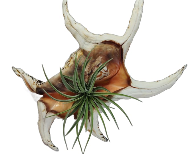 Exotic Shell Devil's Claw with Tillandsia XXL 15 - 18 cm