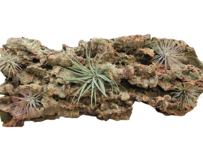 Table decoration 30 cm with five real Tillandsia / air plants