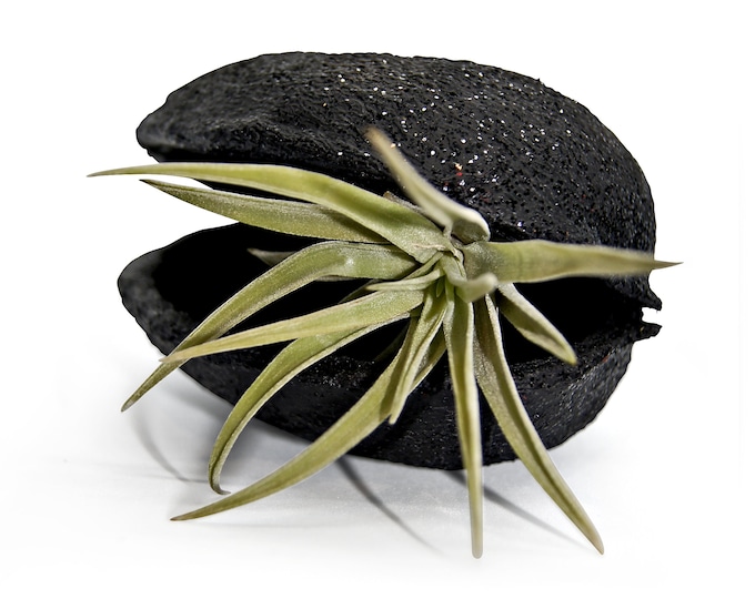 Exotic Pterygota alata nut shell black glitter with tillandsia decoration garden party summer balcony decoration
