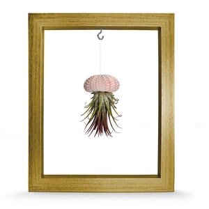 Picture Frame Sea Urchin Shell Tillandsie Decoration Garden Decoration Summer Bathroom Decoration Living Room Decoration