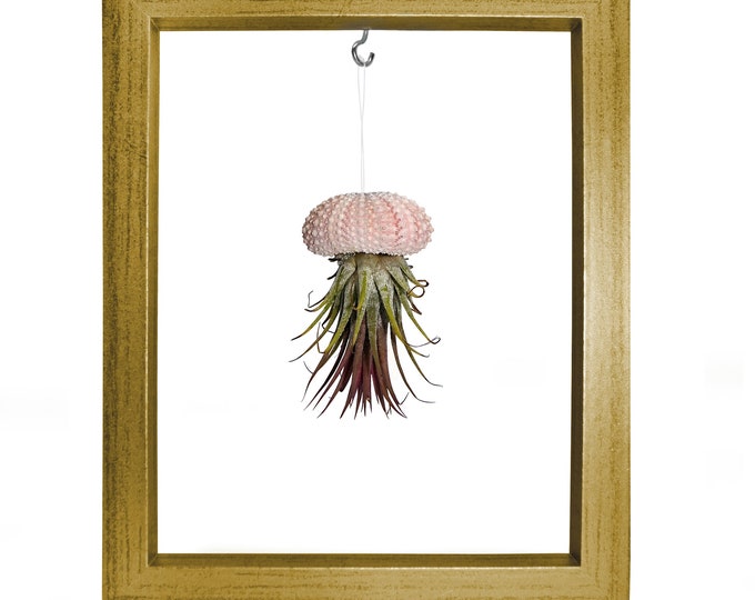 Picture Frame Sea Urchin Shell Tillandsie Decoration Garden Decoration Summer Bathroom Decoration Living Room Decoration