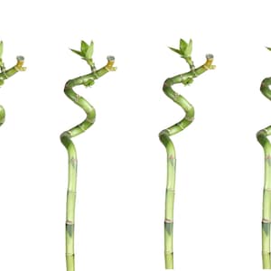 Lucky Bamboo 50 cm 4-delad spiral