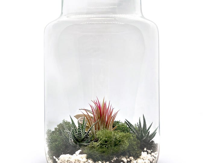 Bottle garden 30 cm XXL with Tillandsia Pink