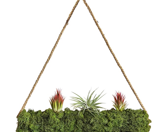 Tillandsia on moss roll XXL 50 cm "Hanging Garden"