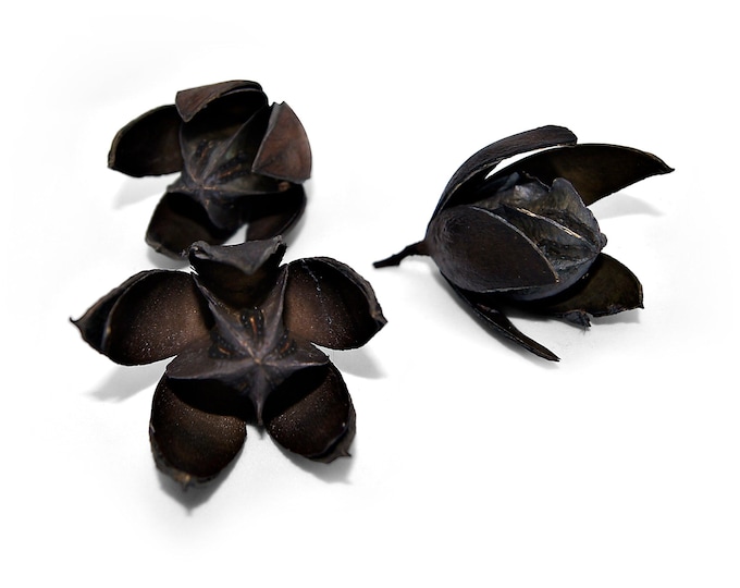 dried wild lilies in black, set of 3