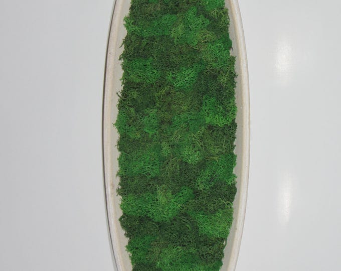 Moss picture oval XXL 50 cm