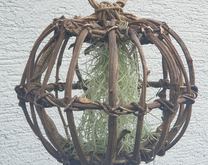 Hanging ball 30 cm with real live tillandsia