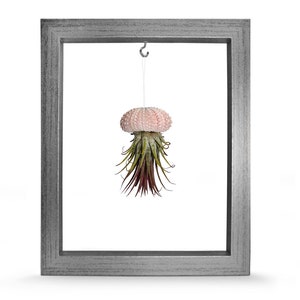 Picture Frame Sea Urchin Shell Tillandsie Decoration Garden Decoration Summer Bathroom Decoration Living Room Decoration