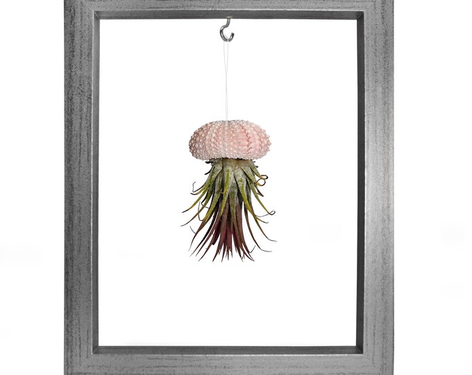 Picture Frame Sea Urchin Shell Tillandsie Decoration Garden Decoration Summer Bathroom Decoration Living Room Decoration