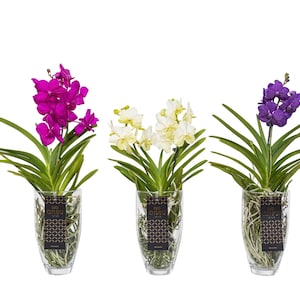 Può includere: Tre orchidee in vaso in vasi di vetro trasparente. Le orchidee presentano fioriture vibranti nelle tonalità del viola, del bianco e del viola intenso. Ogni vaso ha un'etichetta decorativa con testo e un motivo geometrico. Le orchidee hanno lunghe foglie verdi.