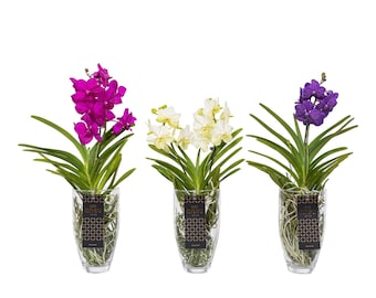 Vanda Orchid XXL 60 cm flowering in vase
