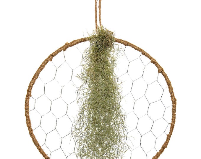 Loop XL with Tillandsia Spanish moss