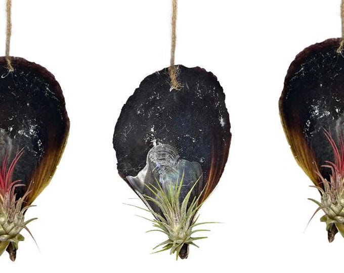 black shell bowl with tillansia set of 3