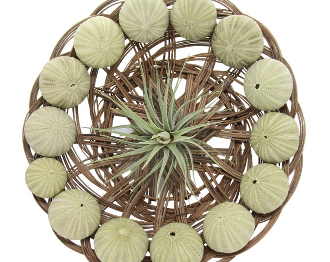 Sea urchin arrangement 30 cm with Tillandsia