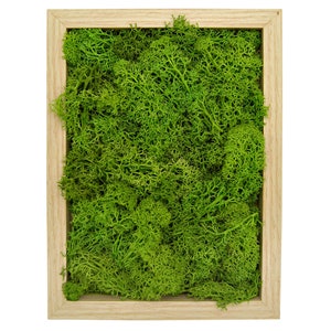 Moss picture with real preserved moss