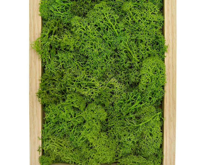 Moss picture with real preserved moss