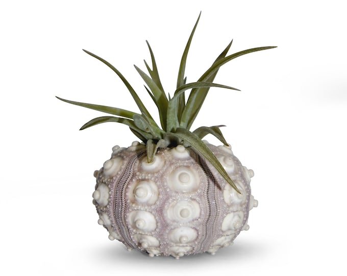 Tillandsia air plant maritime decoration beach summer garden decoration
