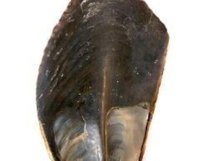 Fascinating Pinnidae shell with a Tillandsia 1 set pink