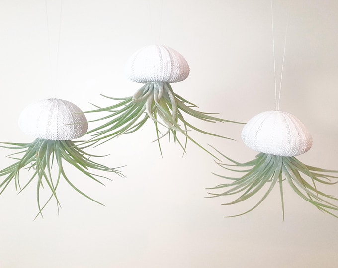 Sea urchin shell Urchin white with Tillandsia Kammi set of 3
