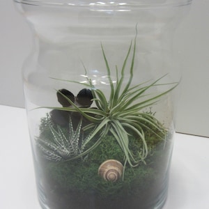 Bottle garden with real plants Maxi