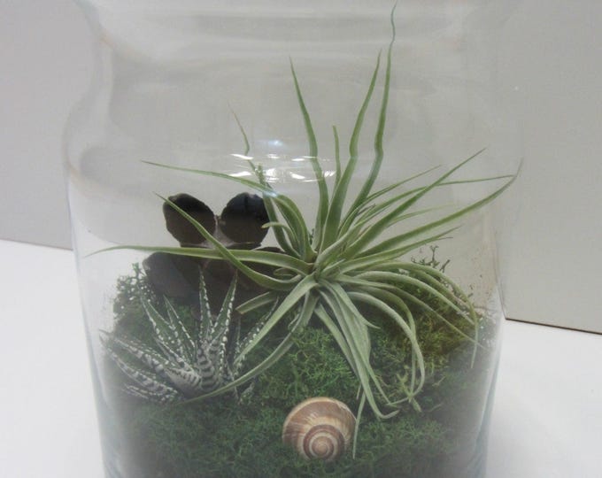 Bottle garden with real plants Maxi