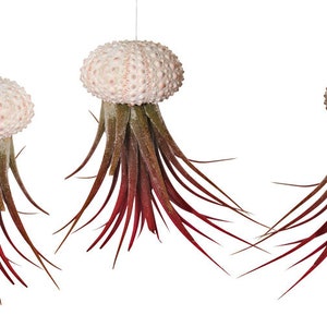 Set of 3 sea urchin shells with real Tillandsia exotic decoration maritime decoration shell garden decoration sea beach Tillandsia