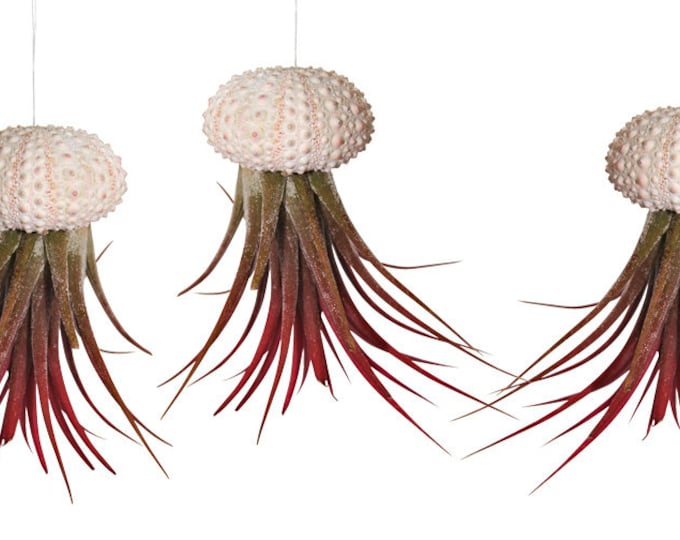 Set of 3 sea urchin shells with real Tillandsia exotic decoration maritime decoration shell garden decoration sea beach Tillandsia