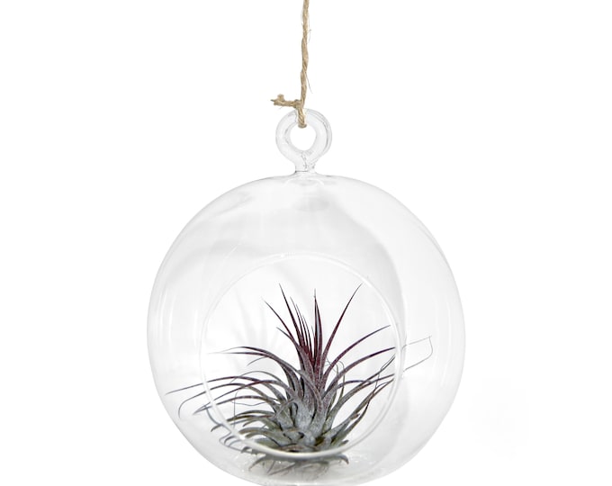 Glass ball 12 cm Ø with suspension and a real, living tillandsia ( no artificial plant ) Maritime garden decoration summer beach living room