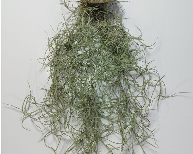 Sea urchin shell with Tillandsia XXL