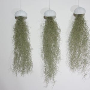 Set of 3 sea urchins white with Spanish moss Tillandsia air plant jellyfish