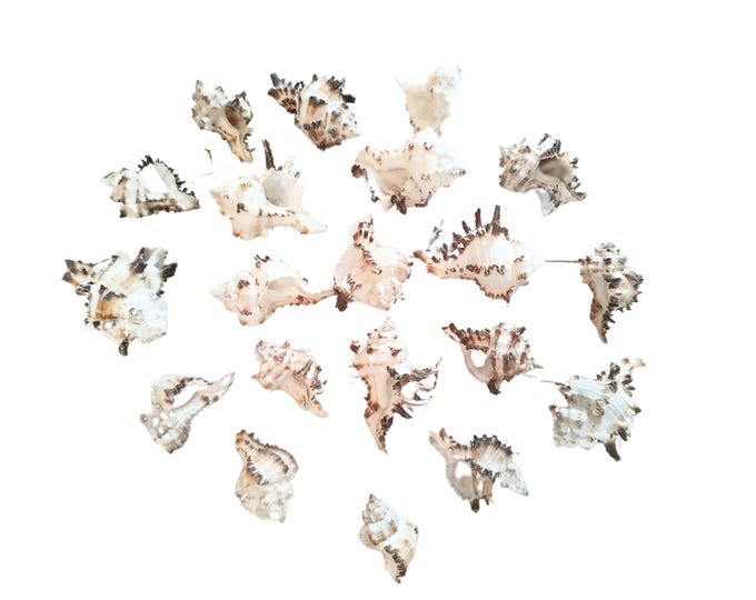 Real shells 20 pieces as maritime decoration