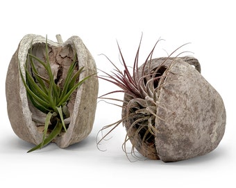 Tigela exótica de nozes Pterygota alata com Tillandsia em conjunto de 2