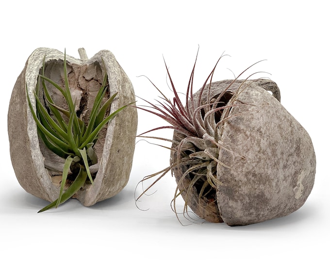 Exotic Pterygota alata nut bowl with Tillandsia in a set of 2