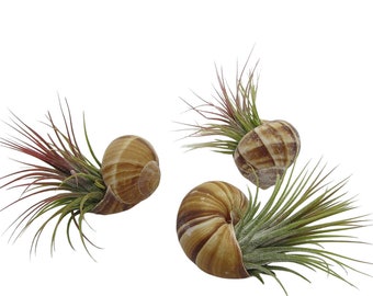 Snail Helix pomatia in a set of 3 with real Tillandsia air plants